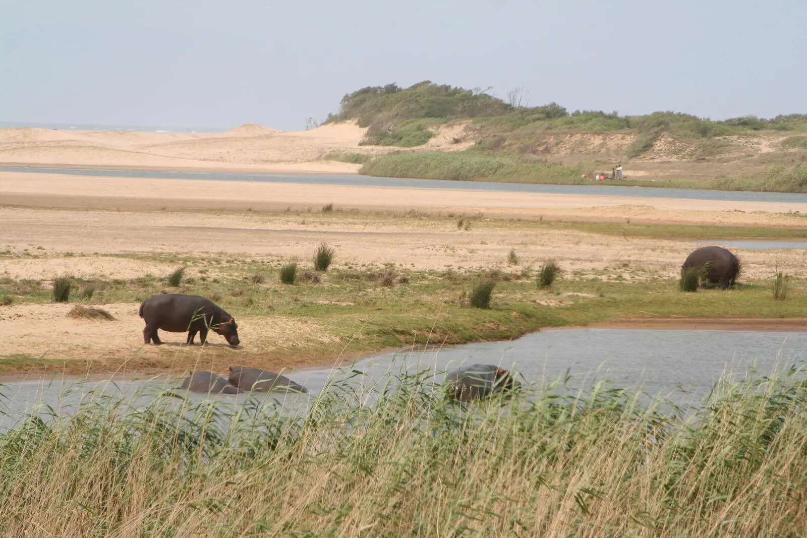 Hippos nahe iSimangaliso Wetland Park, Zululand