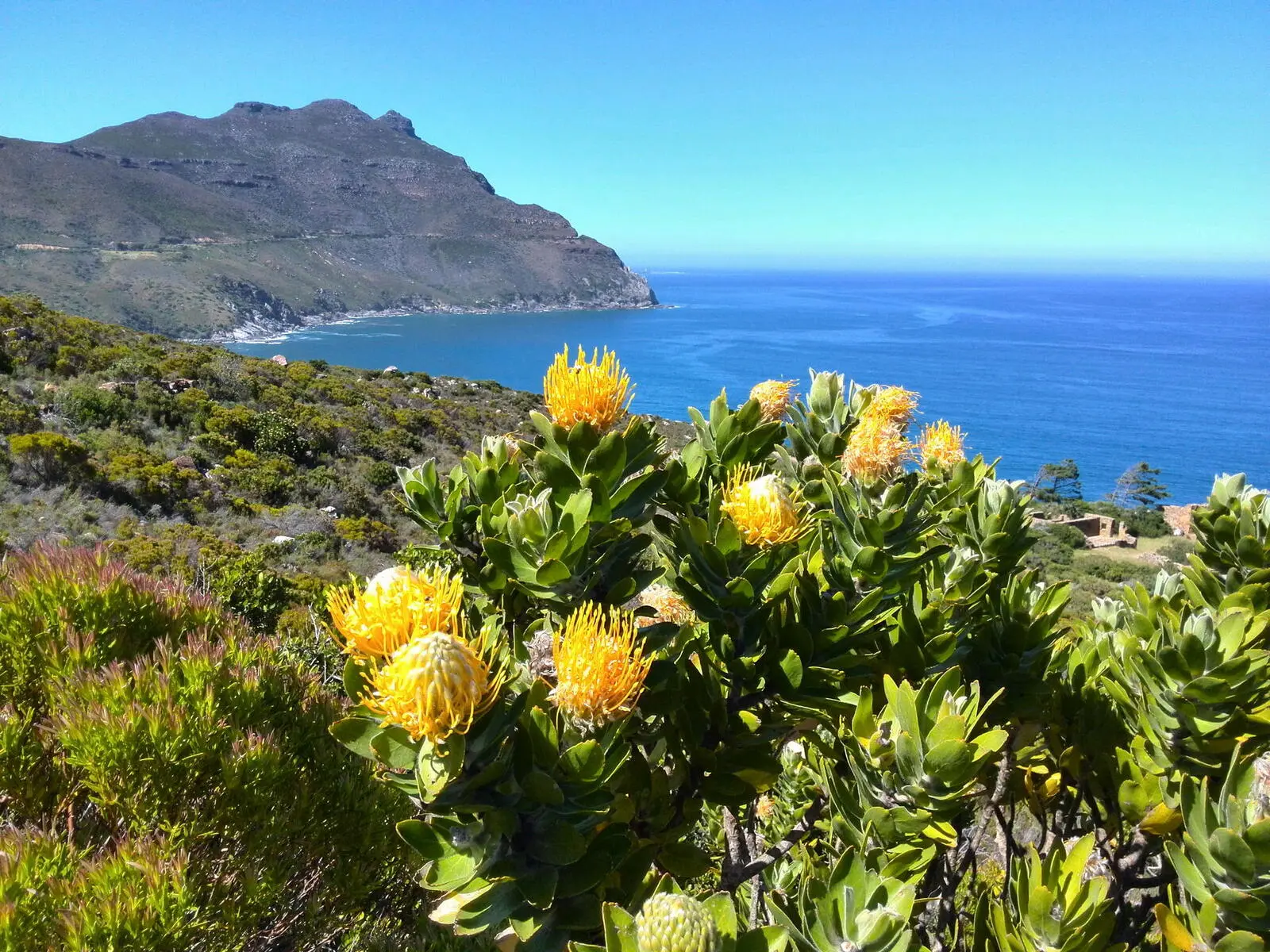 Proteen Pracht am Blackburn Kloof, in der Nähe von Hout Bay