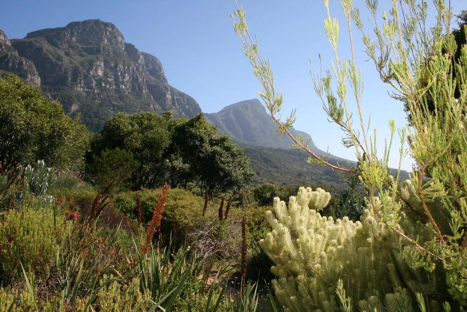 Eine  eine beeindruckende Vielfalt an südafrikanischer Flora im Botanischen Garten Kirstenbosch