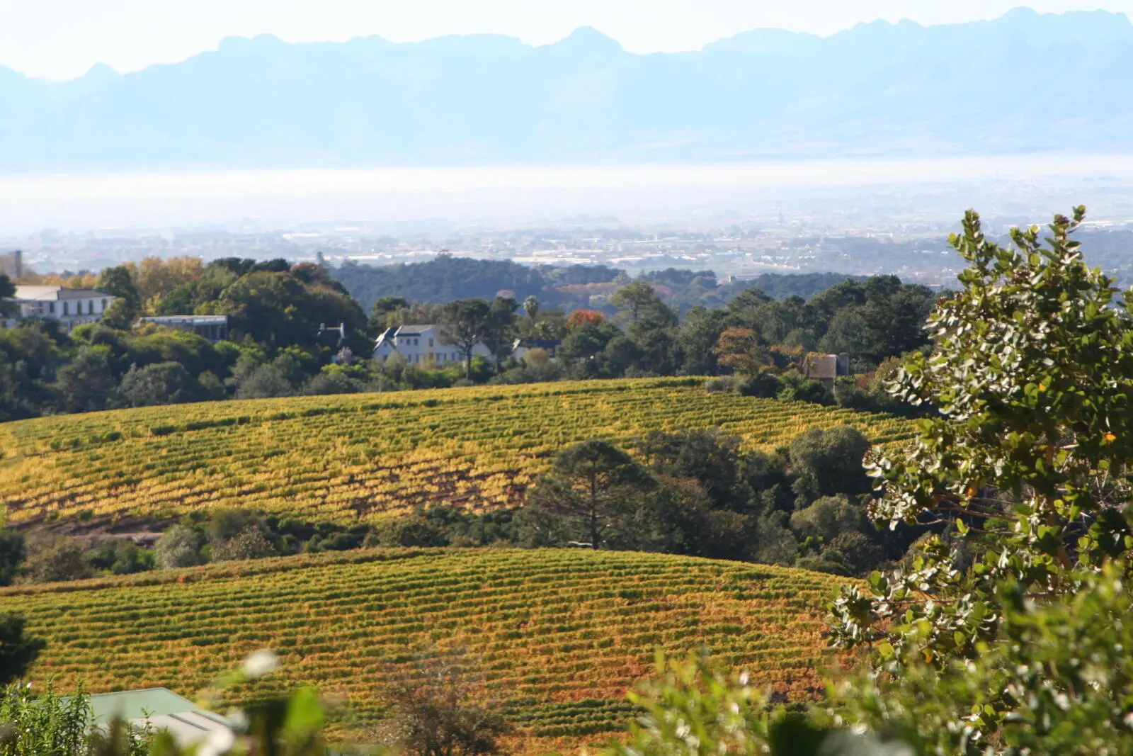 Constantia Weinberge mit den Hottentots Hollands Mountains im Hintergrund