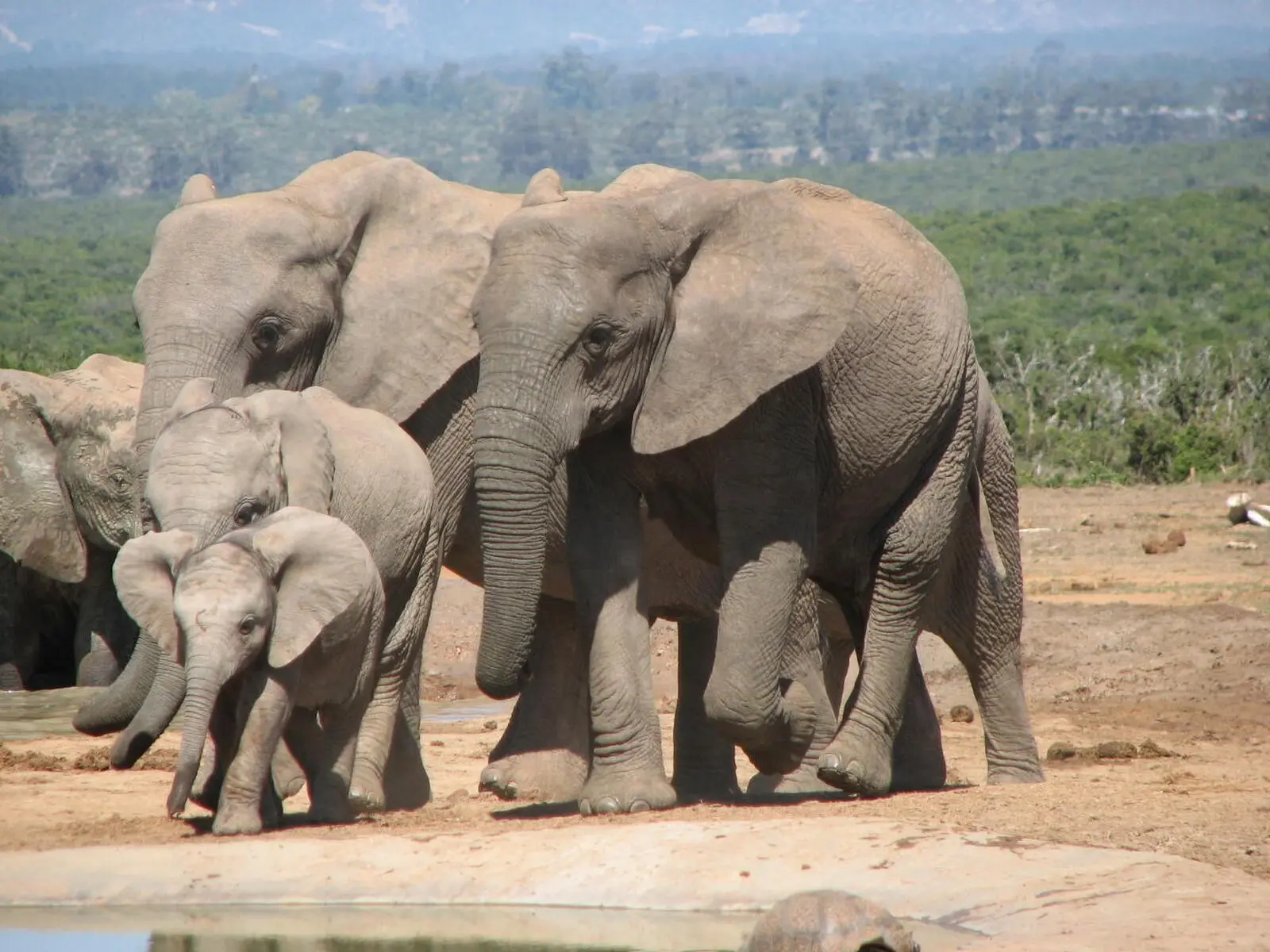 Während der Reise über die Garden Route werden Sie Afrikas Tierwelt erleben.