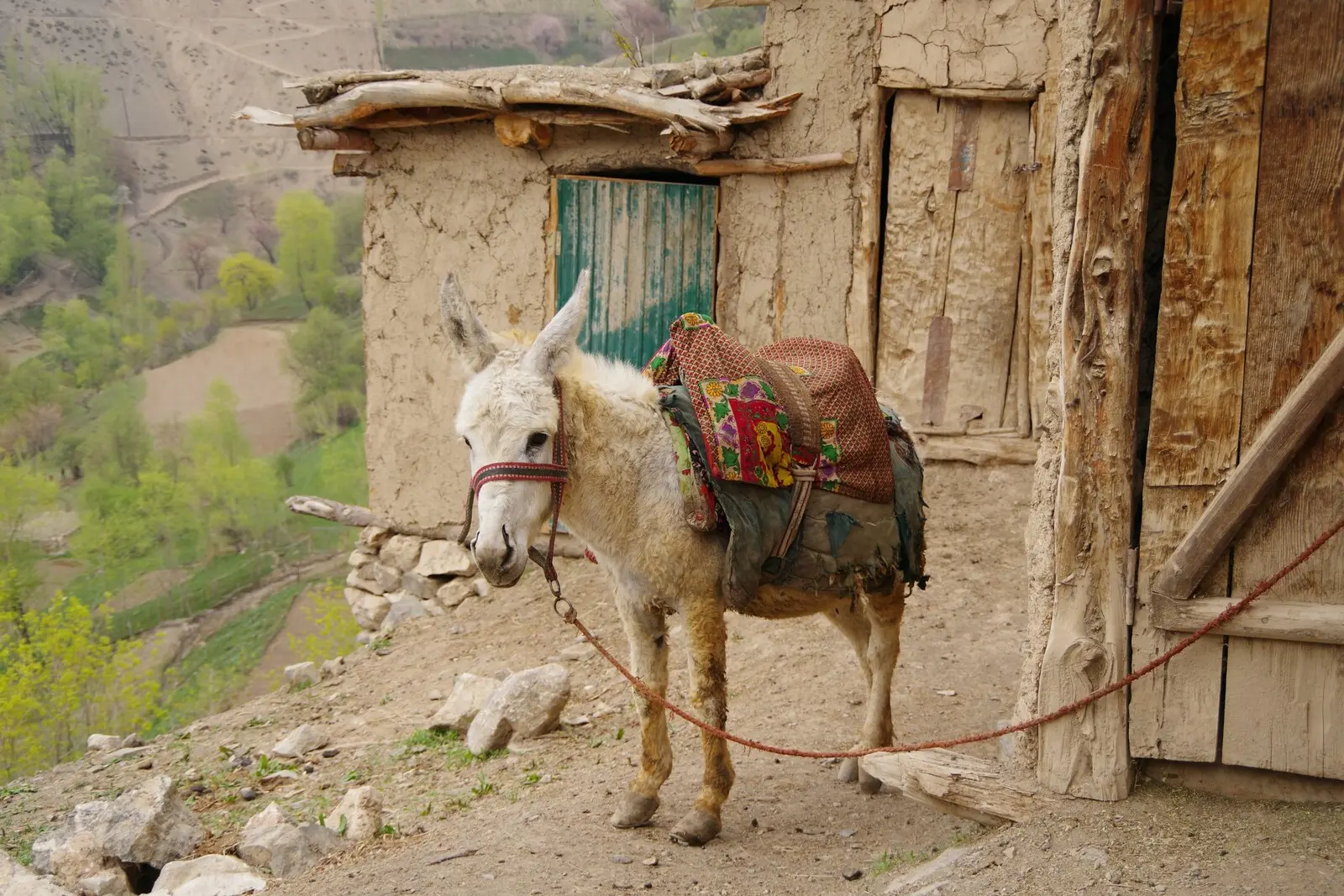 Treuer Begleiter im Pamir