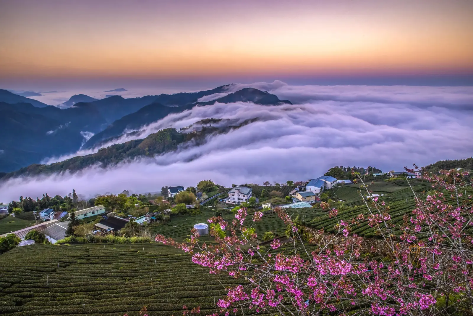 Alishan-Wolkenberge und Teeplantagen (Foto: Taiwan Tourism Administration)