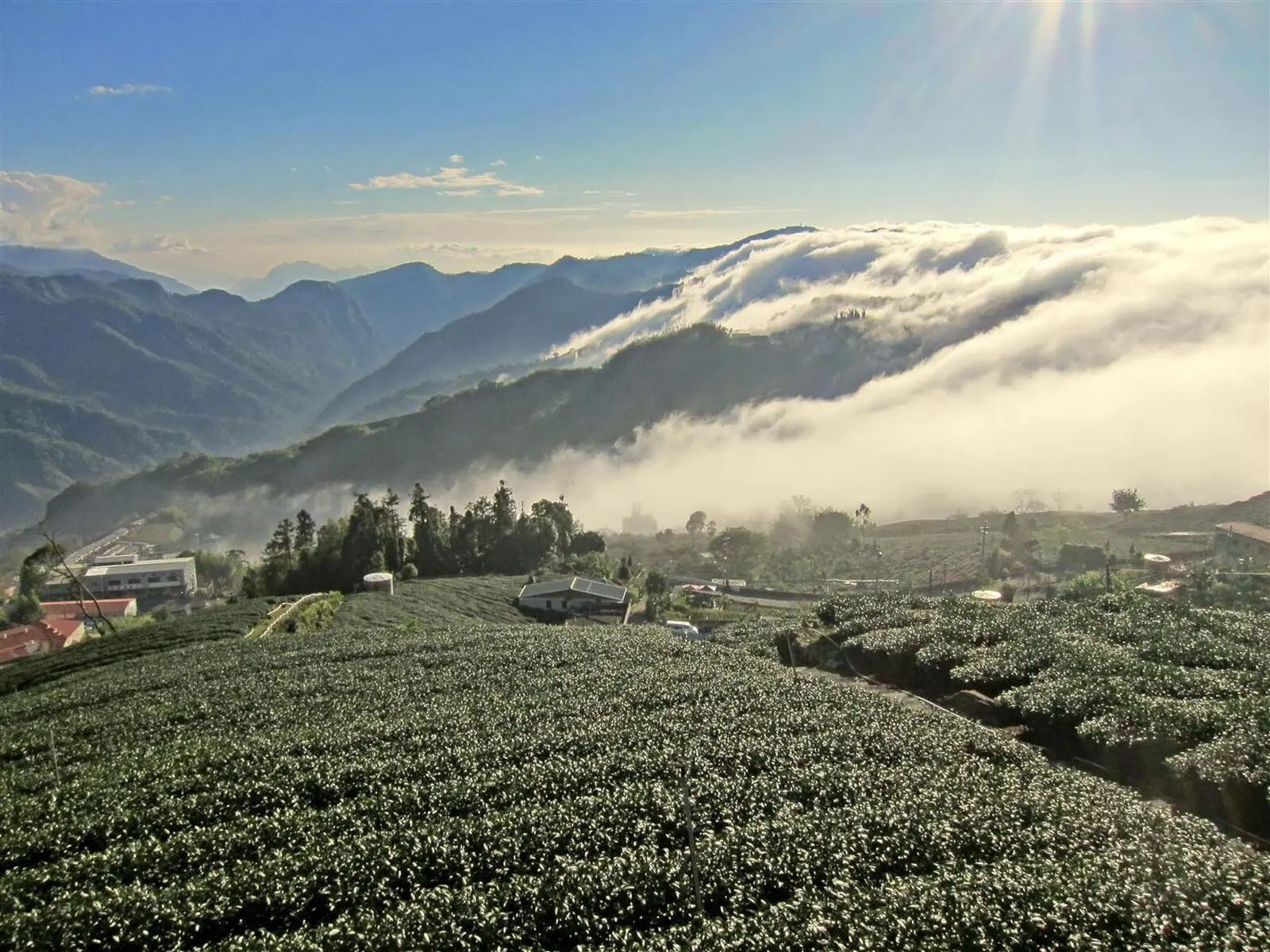 Wandern durch Wolkenberge und entlang sattgrüner Teeplantagen in Alishan.