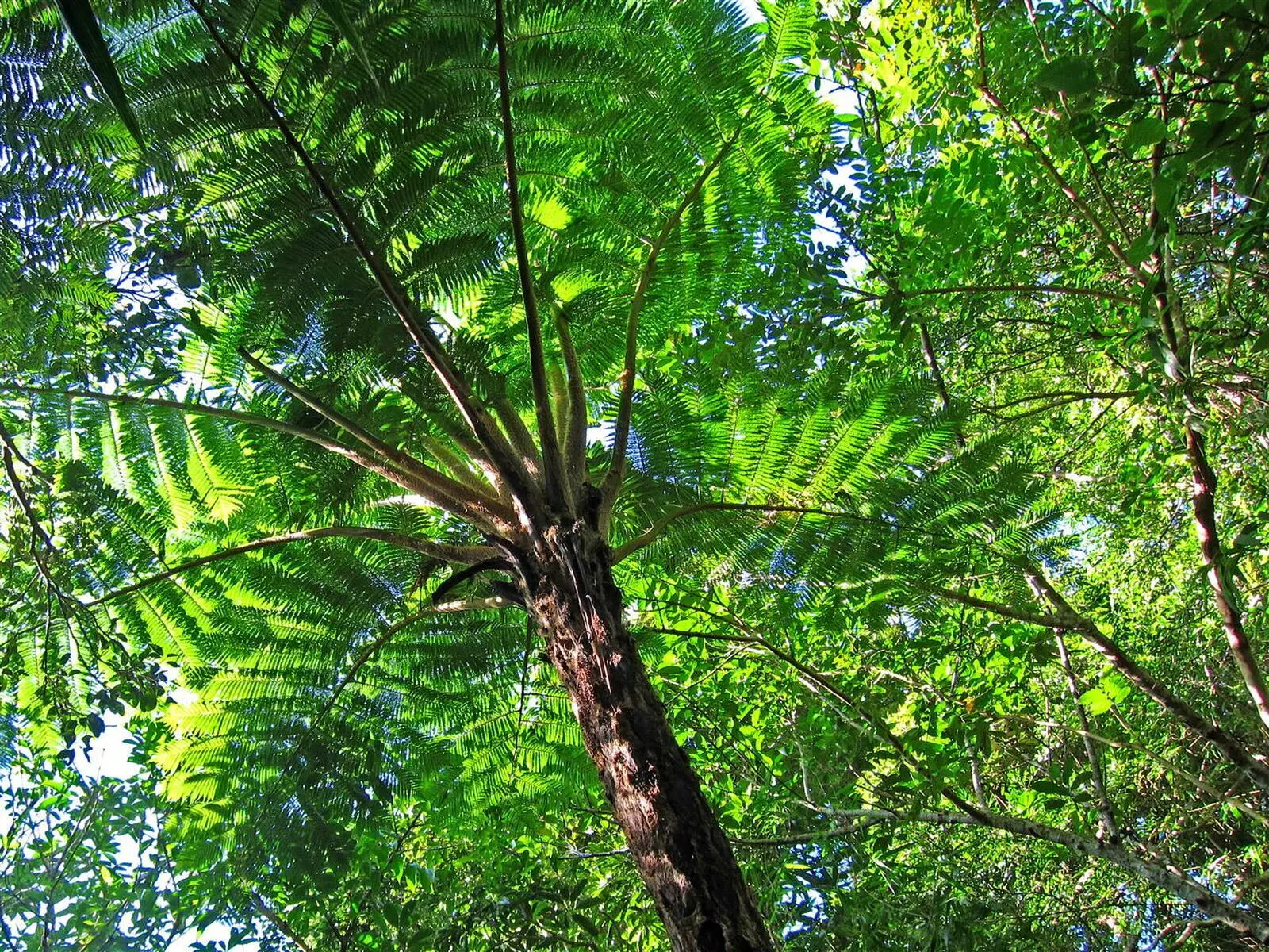 Tropische Flora im Nanrenshan-Nationalpark.