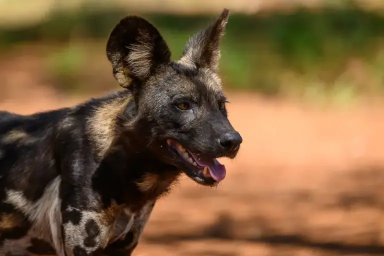 Mkomazi-Nationalpark: Big 5, Nashörner und Wildhunde