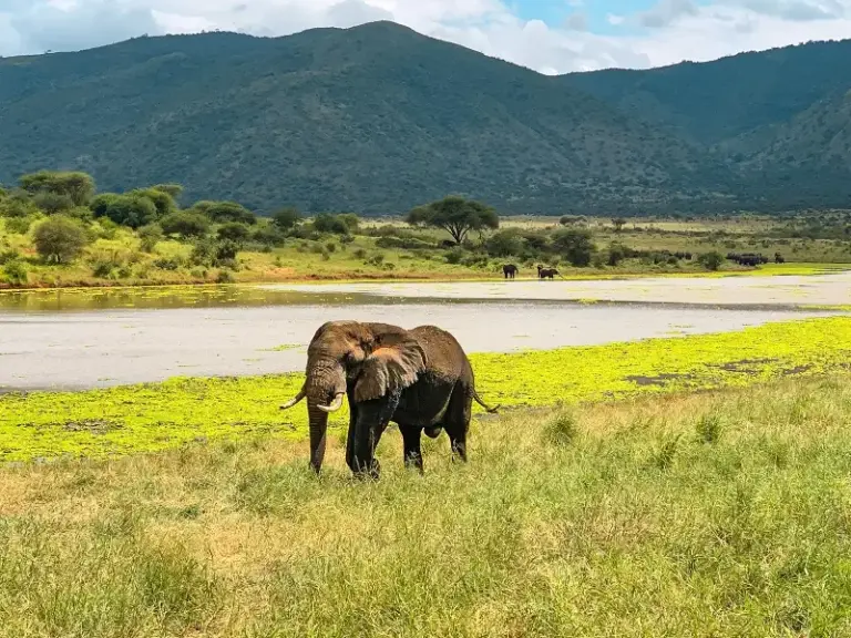 Safari im Mkomazi-Nationalpark und Fahrt zu den Usambara-Bergen
