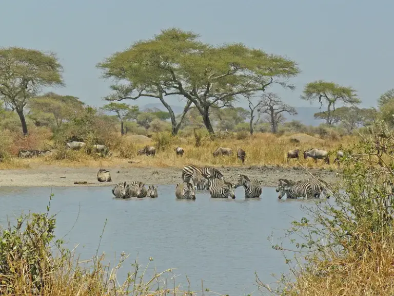Über den Park der Elefanten zurück zur schönen African View Lodge