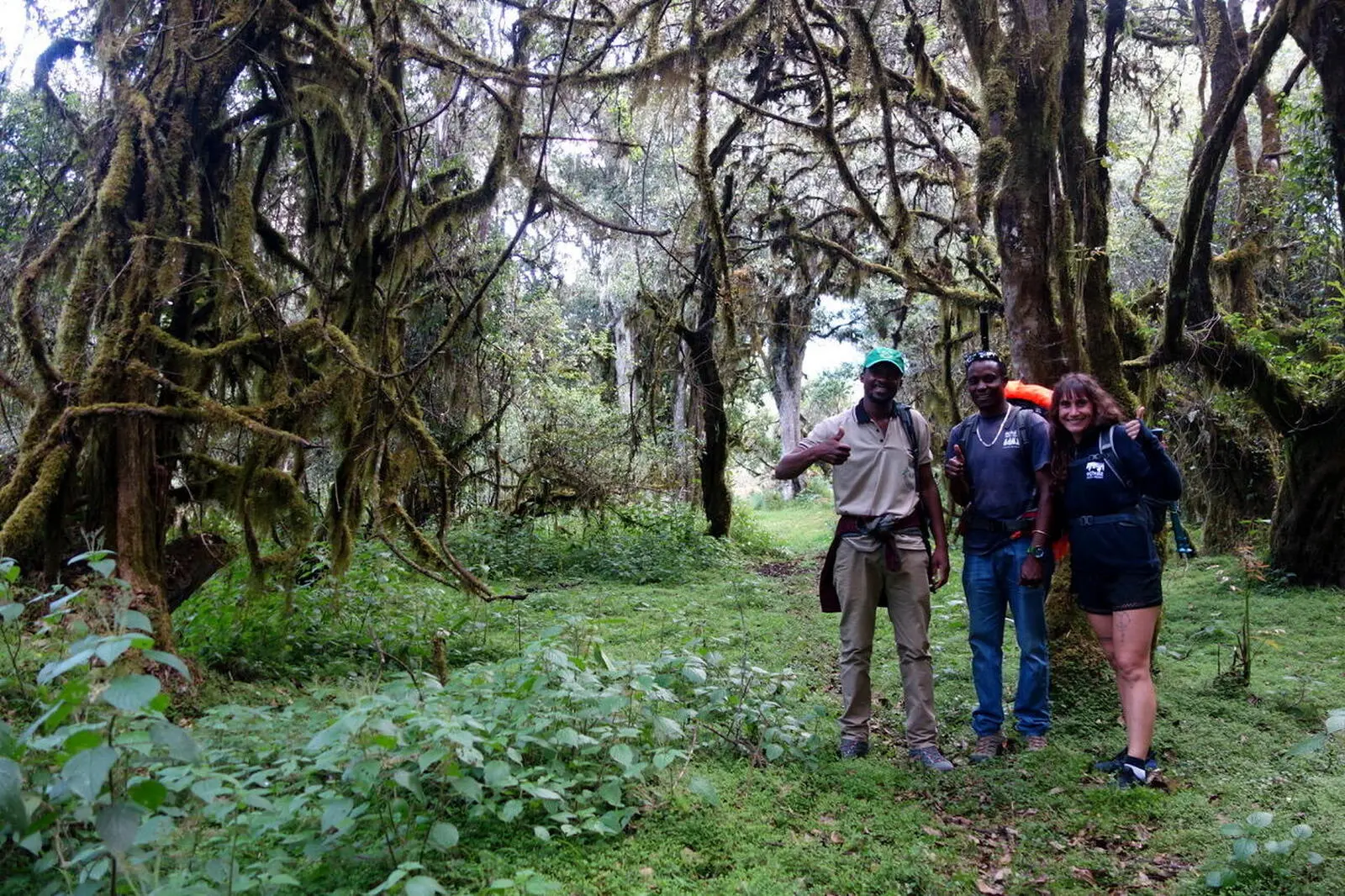 Mystischer Regenwald prägt das Erlebnis Mt. Meru 