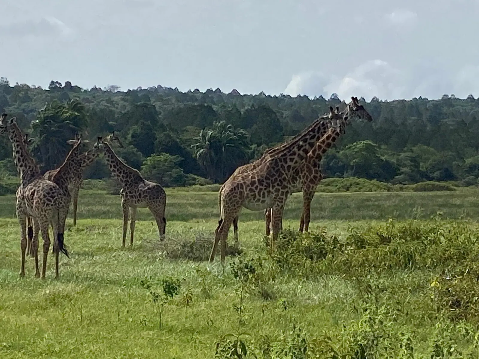 Im Anschluss an die Besteigung gibt es eine Safari im Arusha Nationalpark