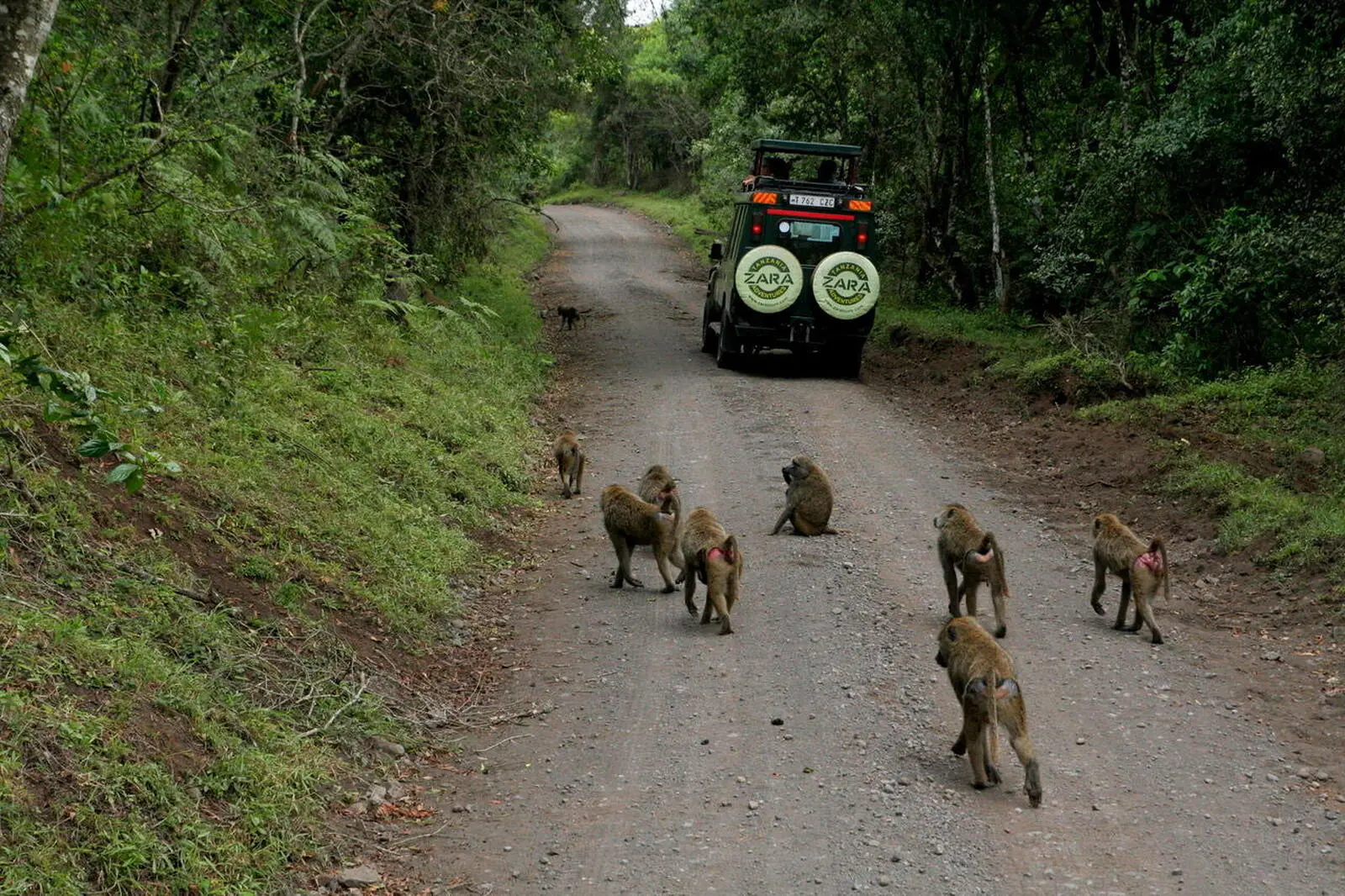 Die Anfahrt führt durch den tierreichen Arusha-Nationalpark 