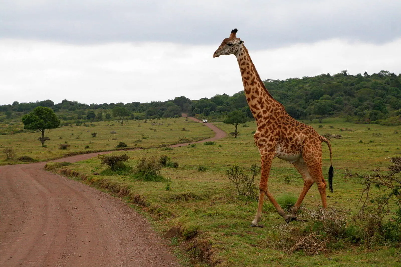 Bei der Safari lassen sich sehr gut Zebras oder Giraffen beobachten 