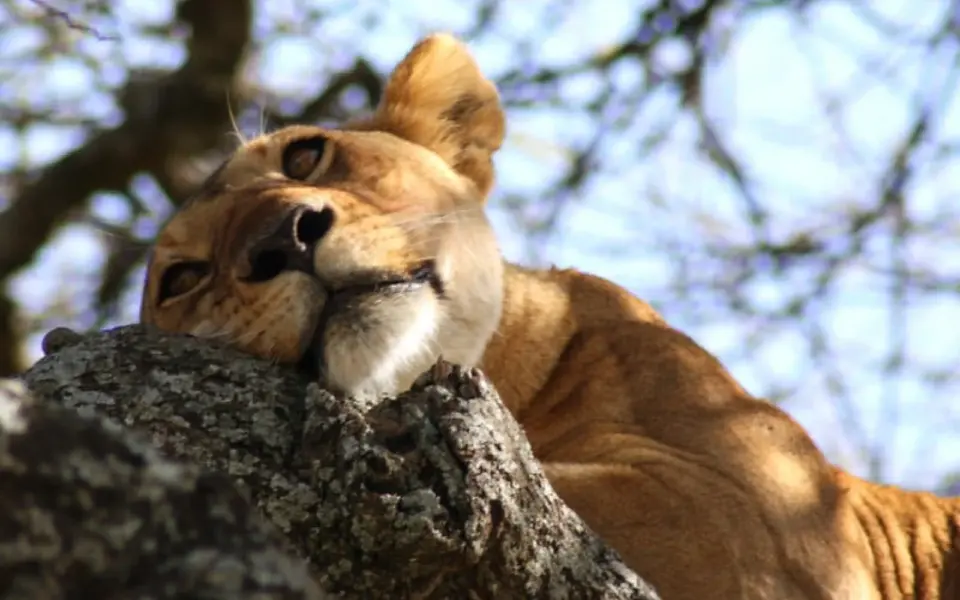 Reisebaustein: Individuelle Kurz-Safari bis in die Serengeti