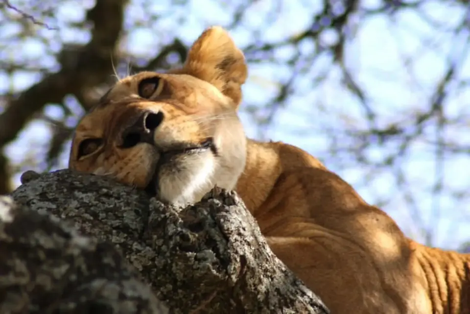 Reisebaustein: Individuelle Kurz-Safari bis in die Serengeti