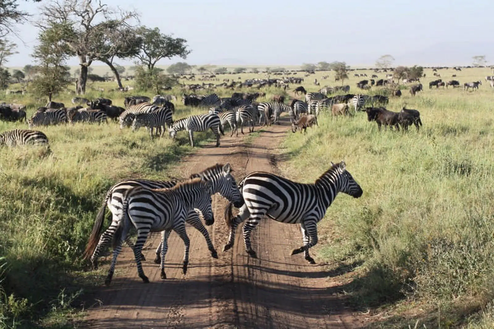 Im Frühjahr ist bei der Großen Wanderung viel Verkehr in der Serengeti