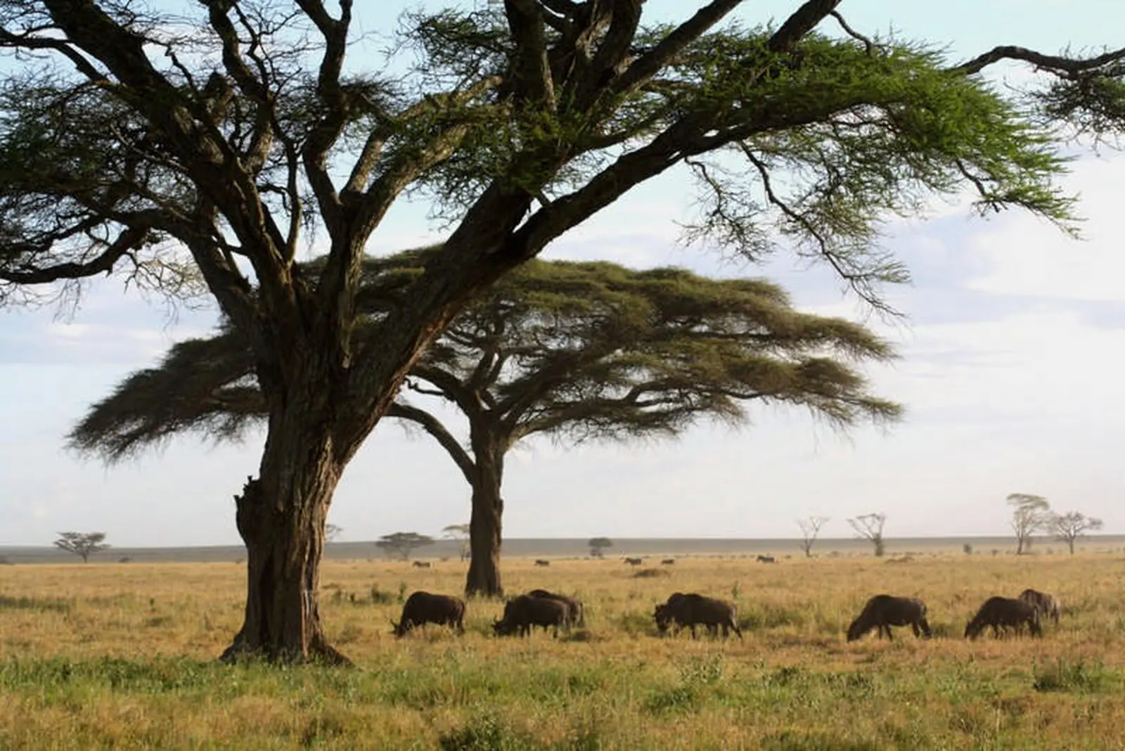 Typische Serengeti-Kulisse