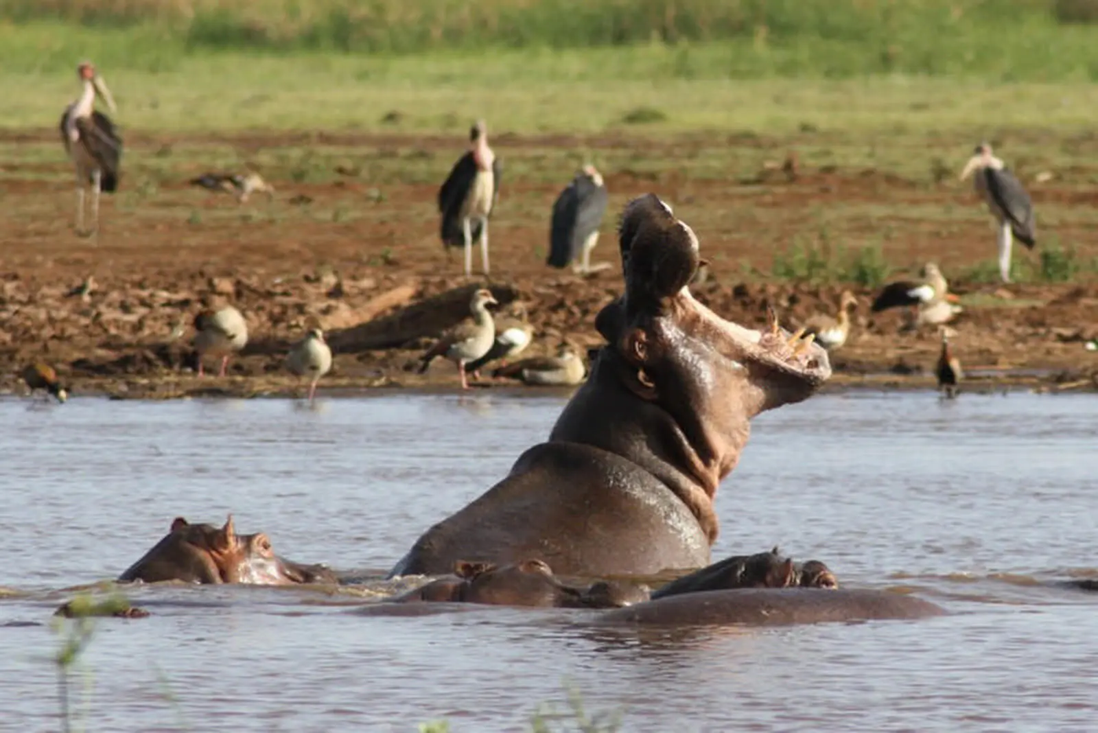 In einem Hippopool (hier im Lake Manyara Nationlpark) ist immer etwas los!