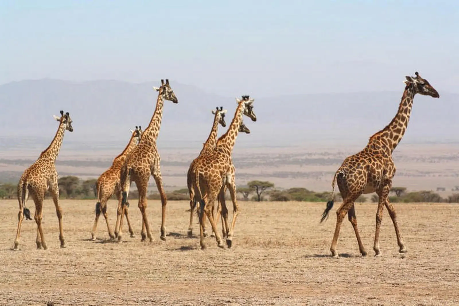 Giraffen traben anmutig in der Landschaft umher
