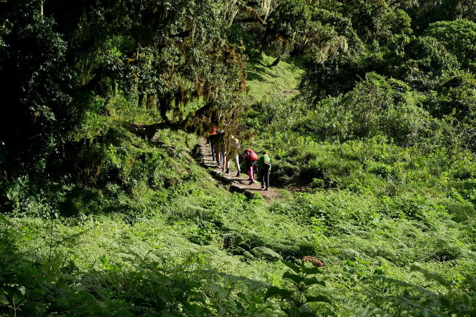 Zu Beginn wandern Sie durch märchenhaften Bergregenwald