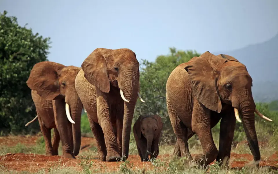 Auf Ostafrikas schönster Safari-Route durch Serengeti & Co