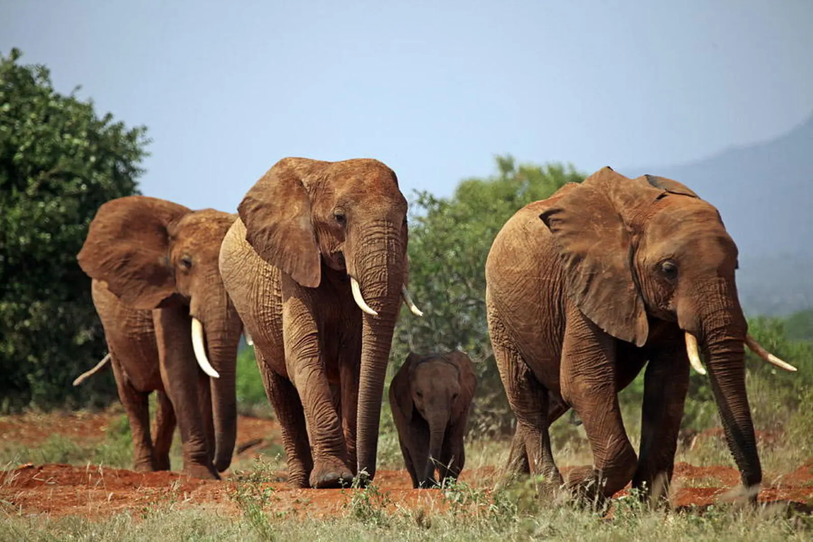 Große Herden an Elefanten wohnen vor allem im Tarangire Nationalpark