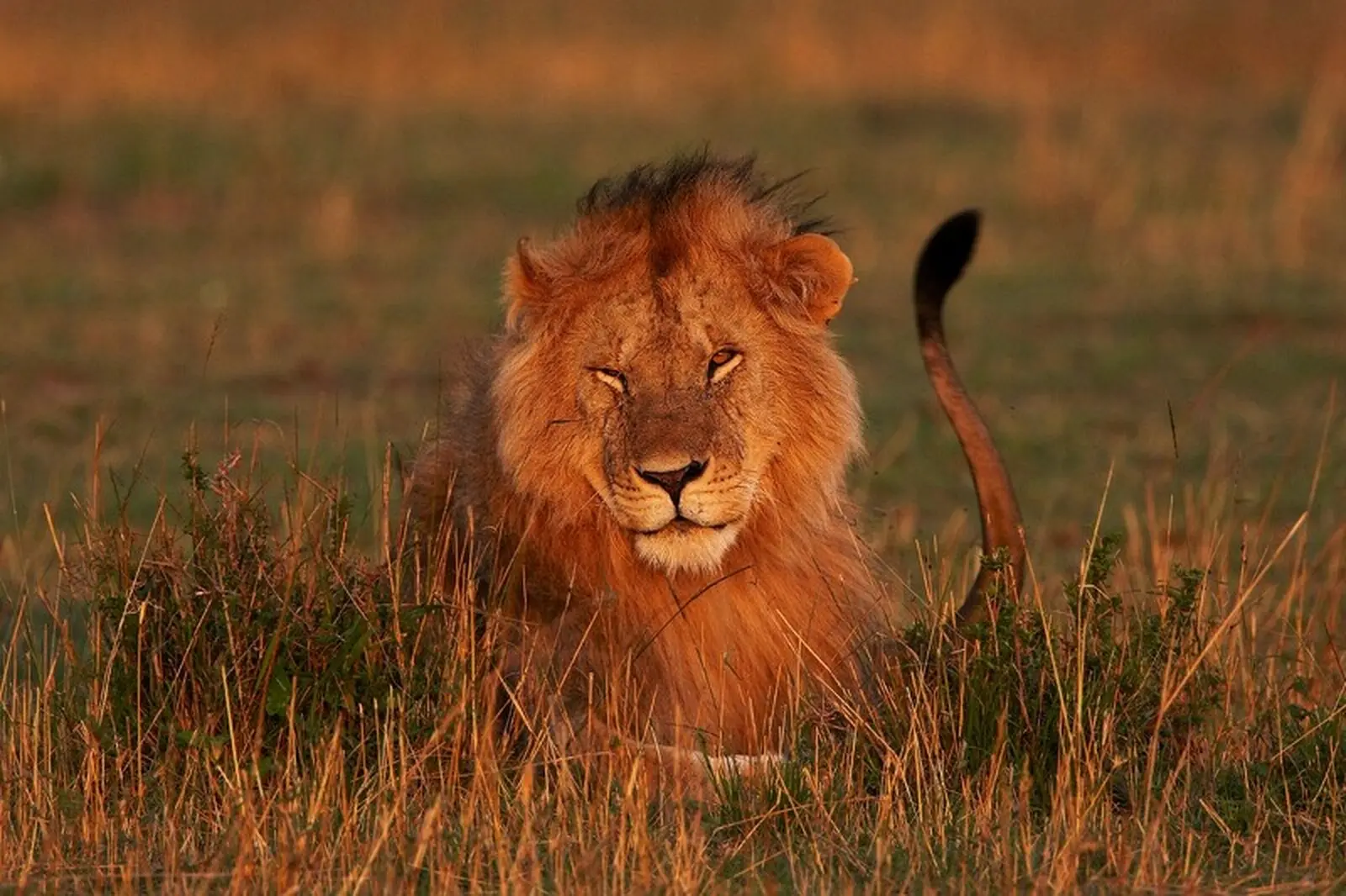 Im Fokus stehen Safaris - Schnappschüsse wie dieser nicht ausgeschlossen
