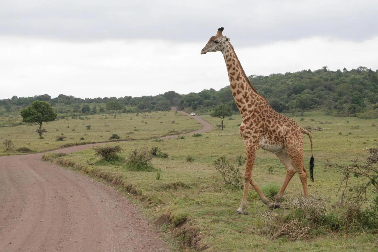 Atemberaubende Begegnungen mit den berühmten Wildtieren Afrikas garantiert 