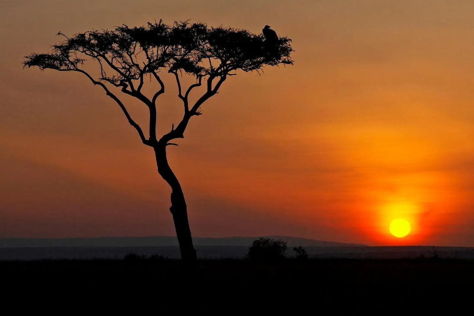 Typisch Afrika: Sonnenuntergang mit Akazie in der Serengeti