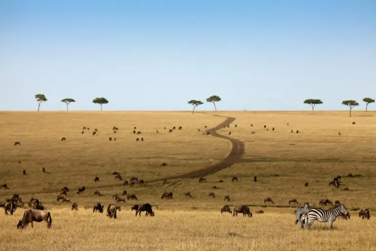 Die Weiten der Serengeti erkunden Sie ausgiebig