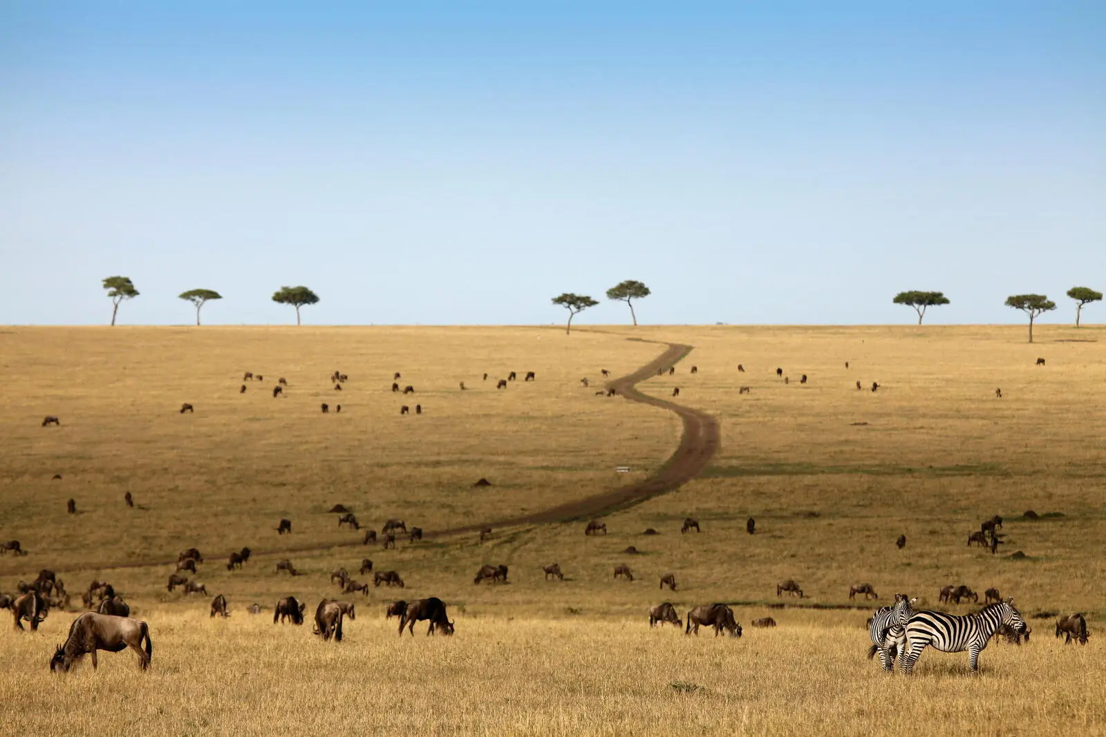 Die Weiten der Serengeti erkunden Sie ausgiebig