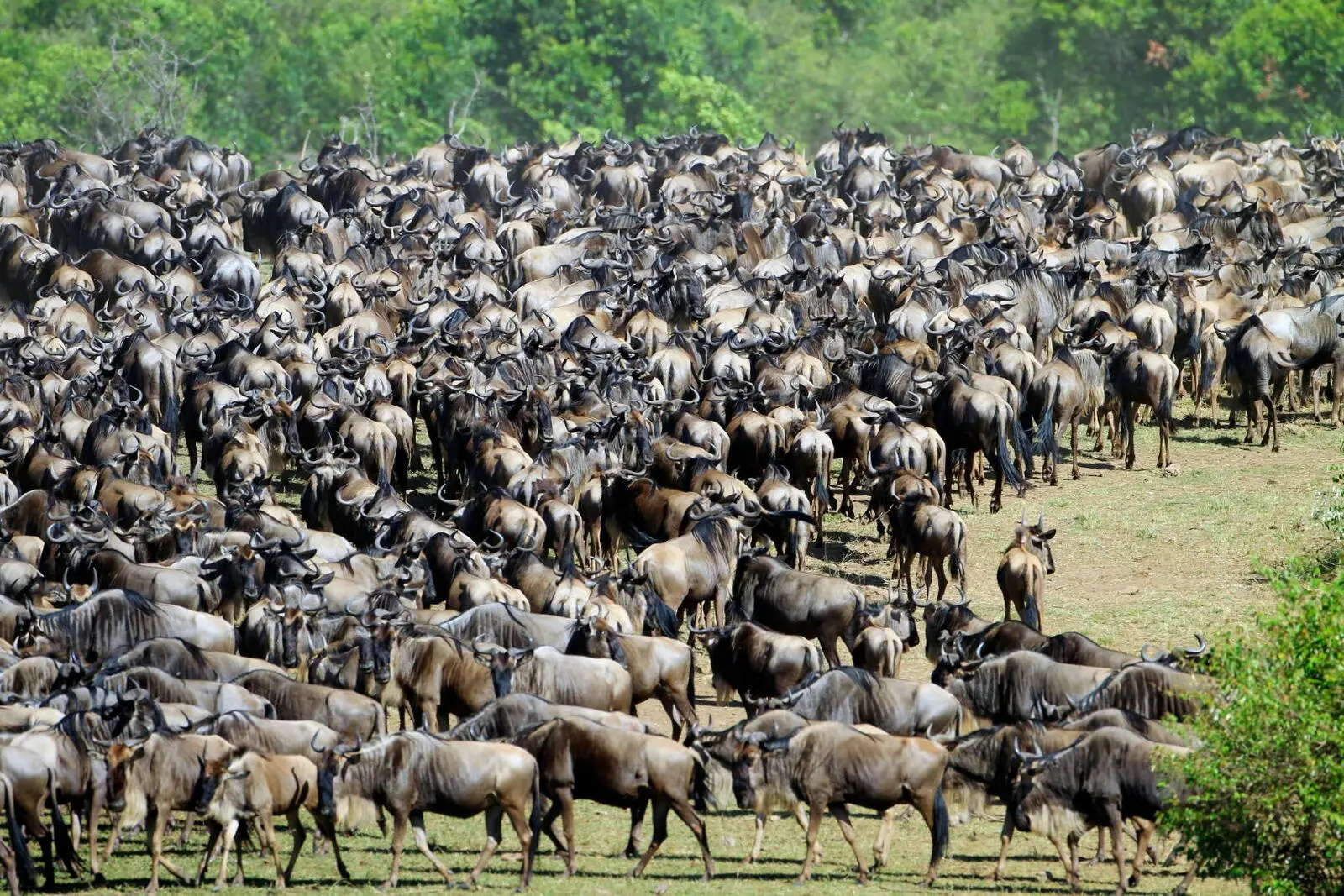 Die große Gnu-Wanderung können Sie höchstwahrscheinlich zwei Mal bestaunen