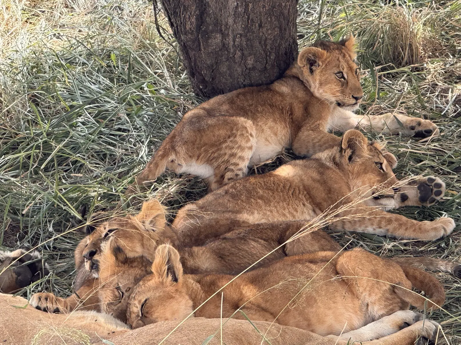Nachwuchs in der Serengeti