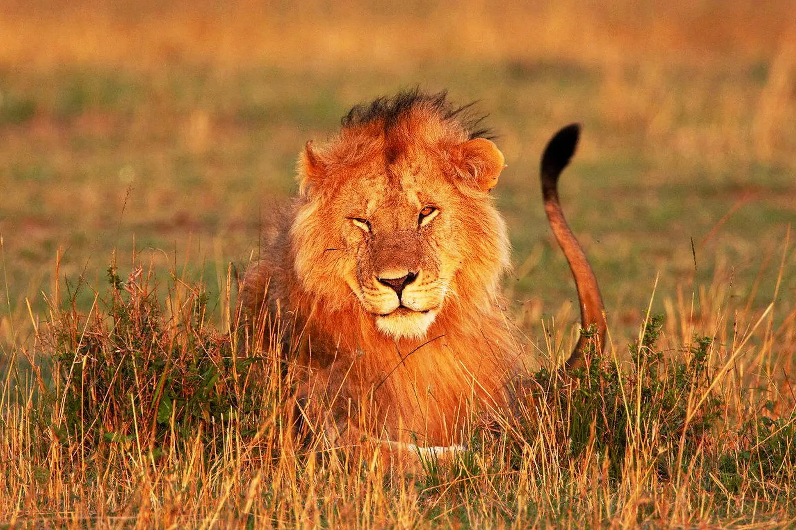 Auf den Safaris gibt es zahlreiche "Big 5"-Beobachtungen