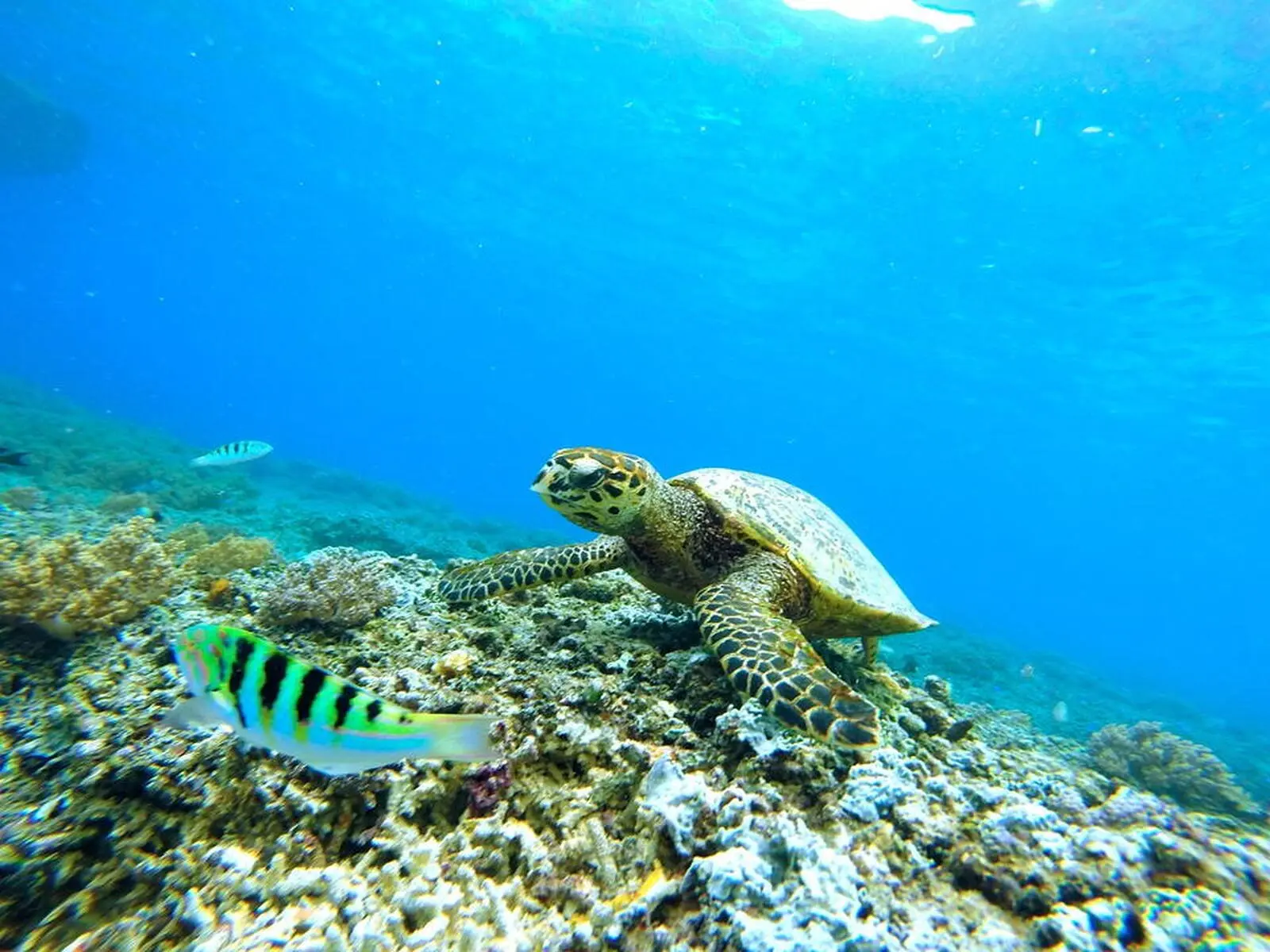 Meeresbewohner beim Schnorcheln im Mnemba-Atoll auf Sansibar