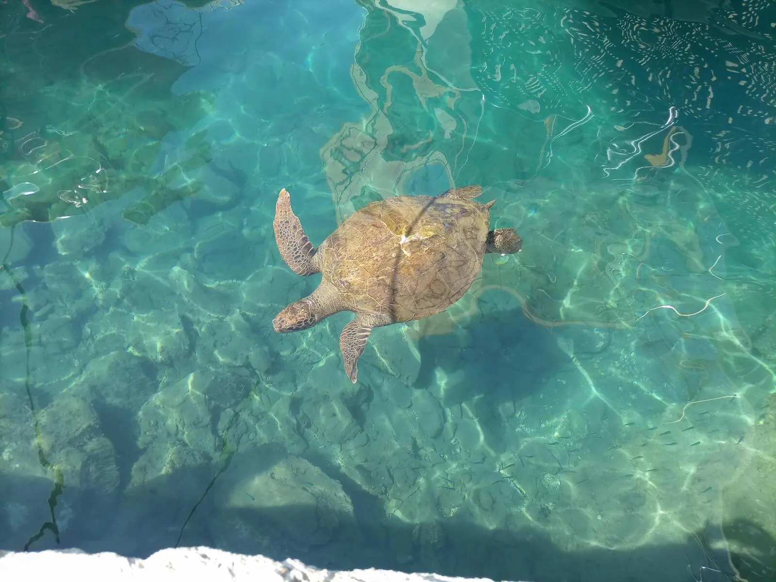 Meeresbewohner zu Besuch