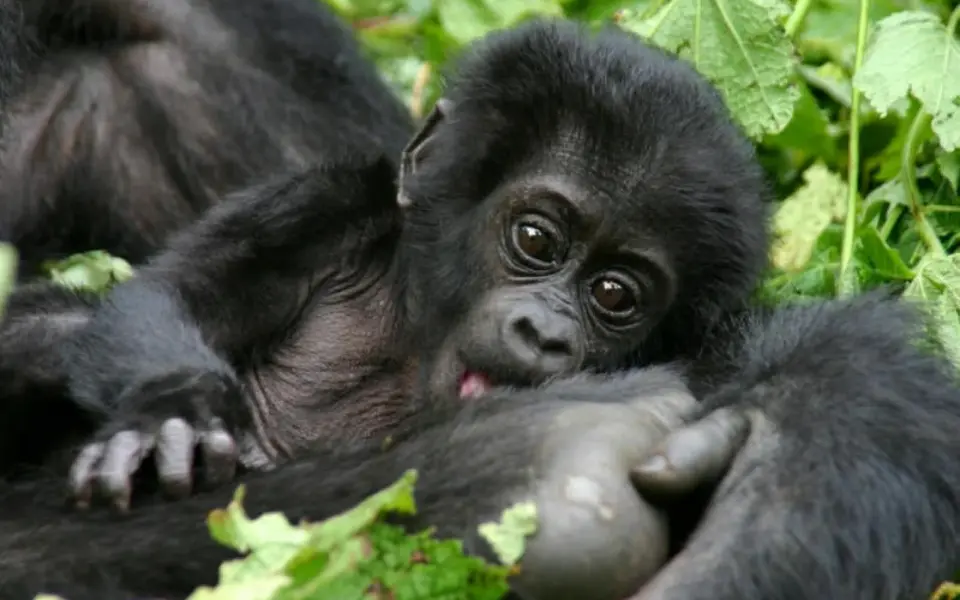 Gorillas im Nebel