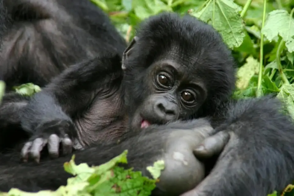 Gorillas im Nebel