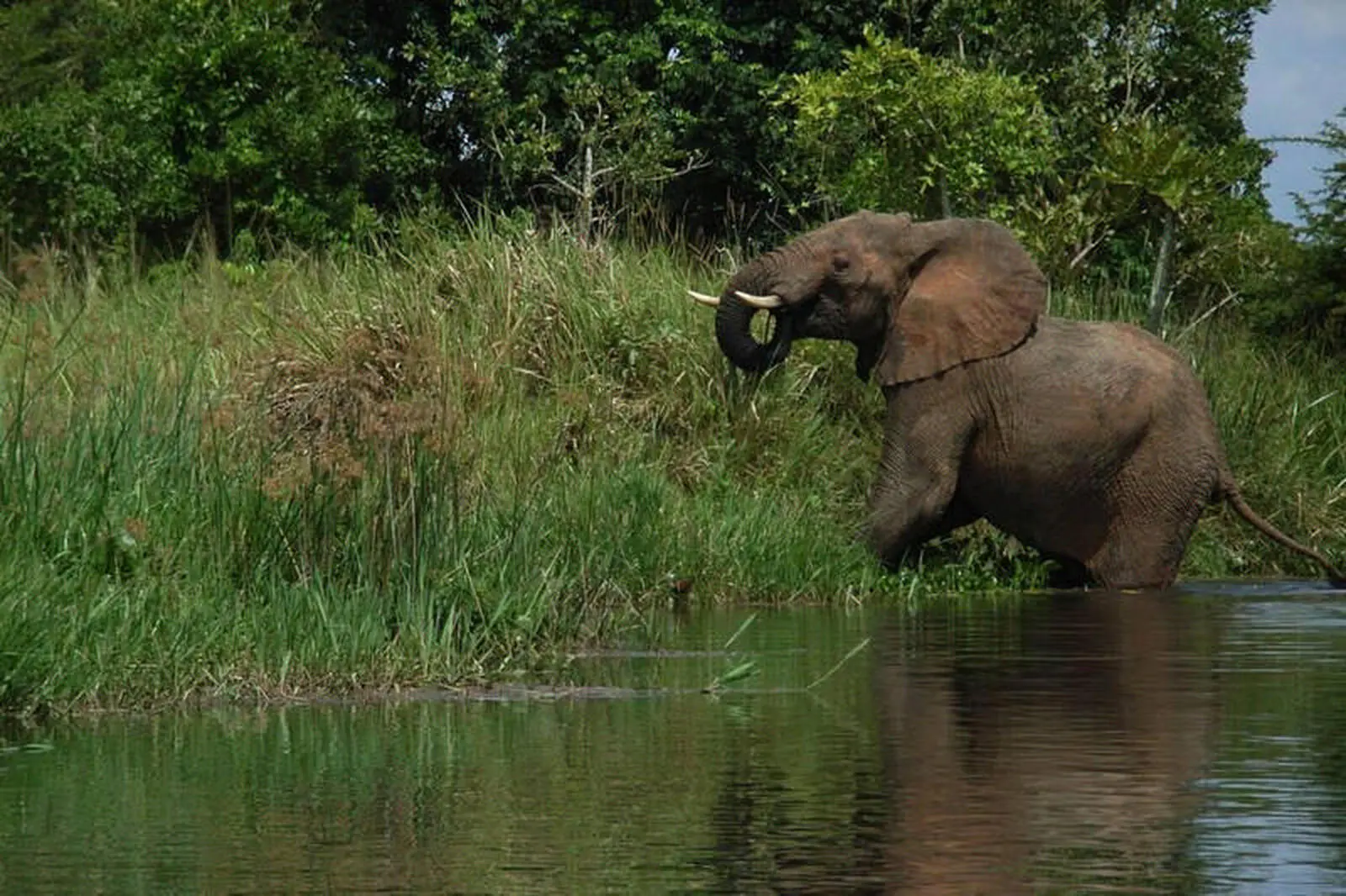 Während der Bootssafari auf dem Kazinga Kanal (Queen Elizabeth NP).