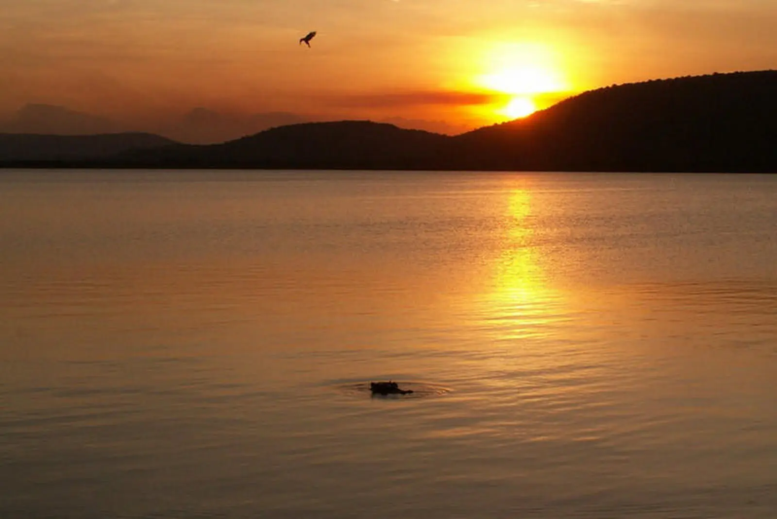 Abendstimmung am Albertsee mit Flusspferd.